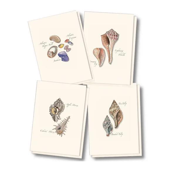Seashell Assorted Boxed Notes