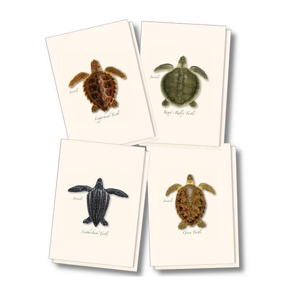 Sea Turtle Juveniles Boxed Notes