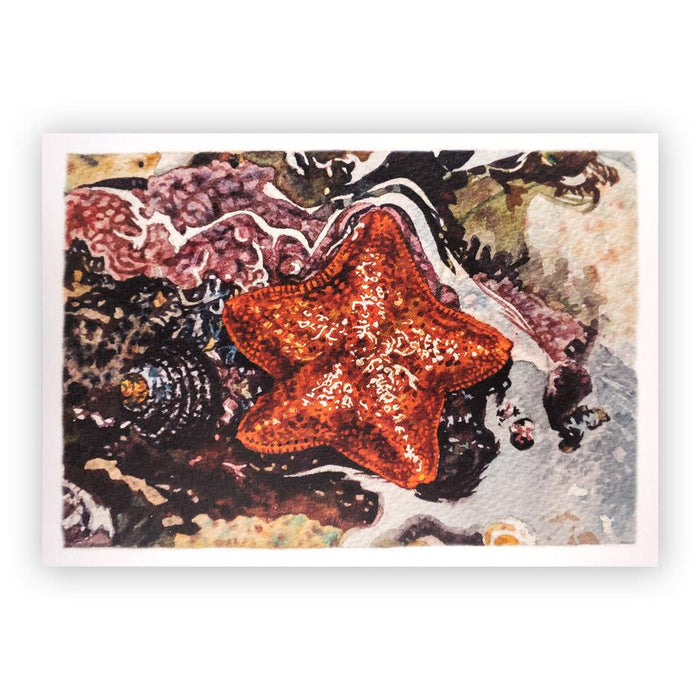 Beau Jackson Starfish Tidepool Greeting Card